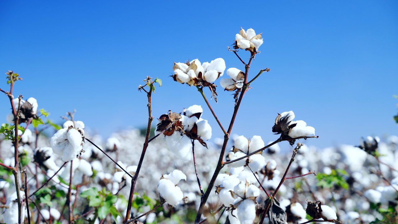 Under Armour Joins U.S. Cotton Trust Protocol, Advancing  Responsible Cotton Sourcing