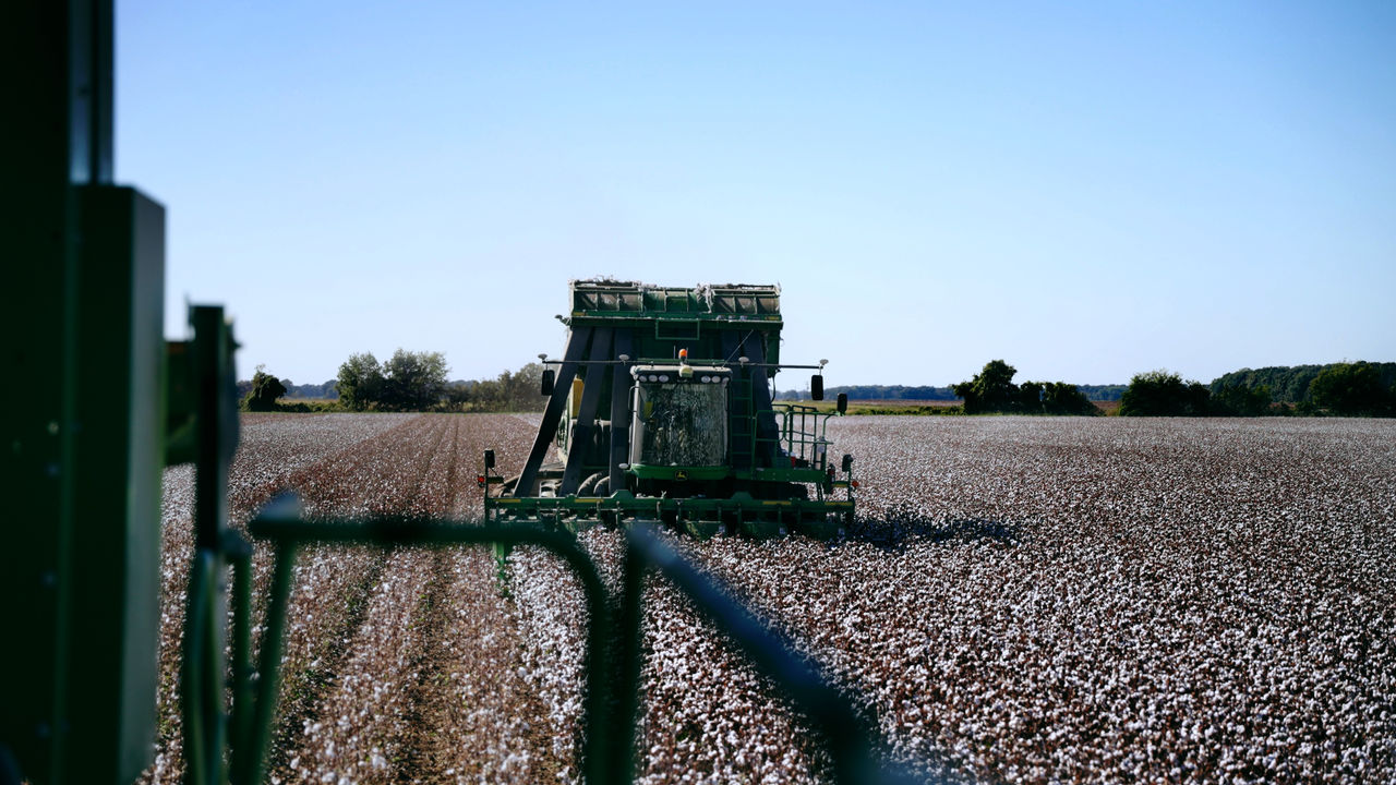 Cotton Field Farm