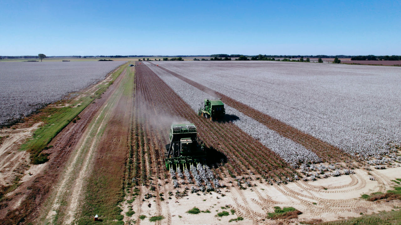 Cotton Field Farm