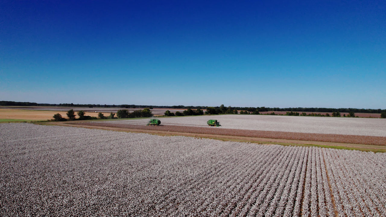 Cotton Field Farm